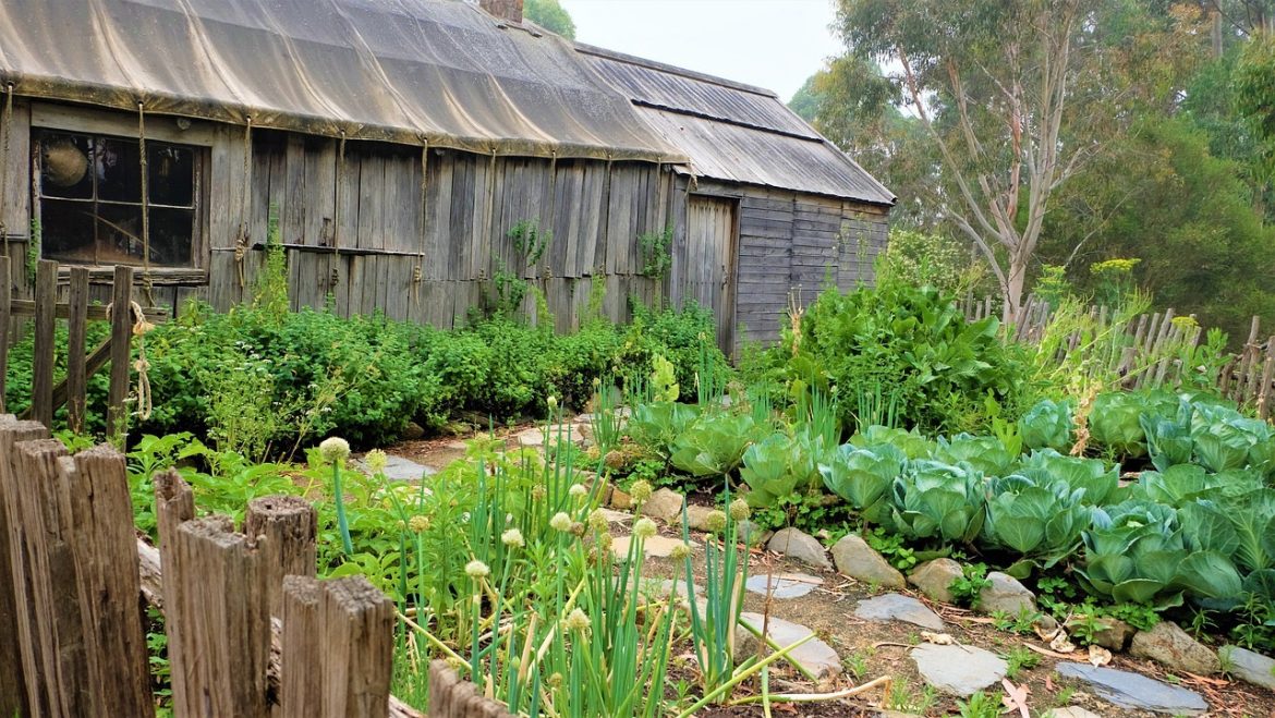 Prenez soin de votre jardin de légumes