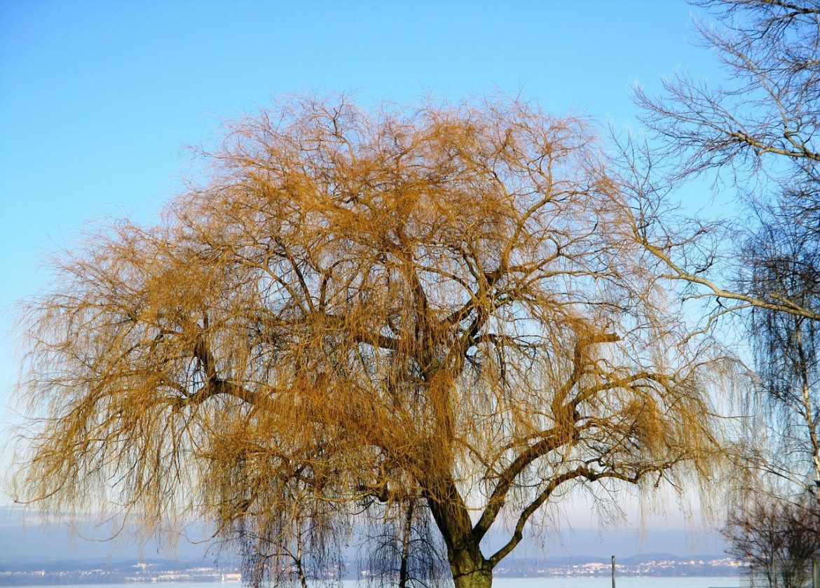 Comment cultiver et prendre soin d’un arbre flamant