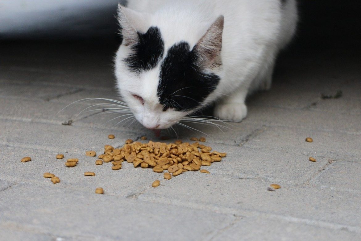 Découvrez la croquette personnalisé chat